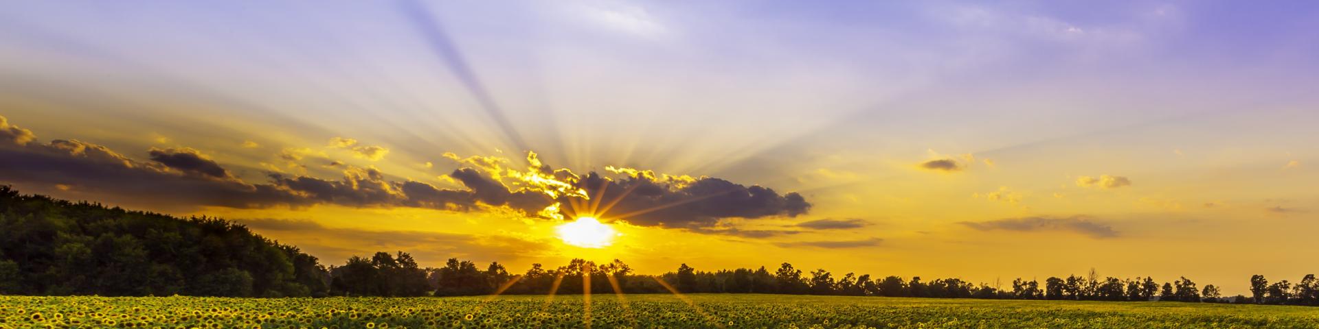 Field of sunflowers at sunset