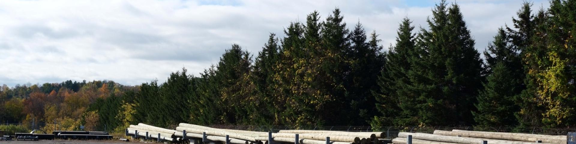 Cut tree logs at development site
